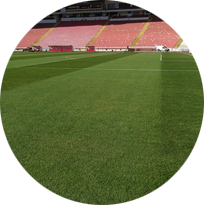 Сорт тревен чим Балканика