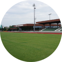 Сорт тревен чим Олимпико Норт